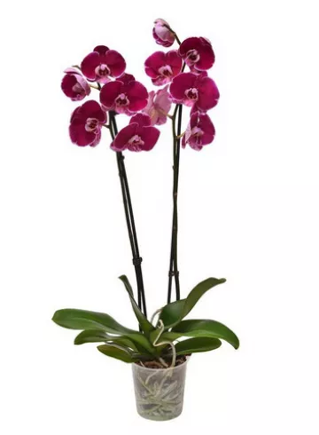 Орхидея красная от интернет-магазина цветов в 