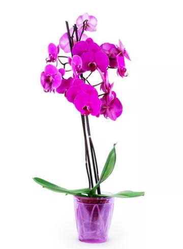 Орхидея фуксия от интернет-магазина цветов в 